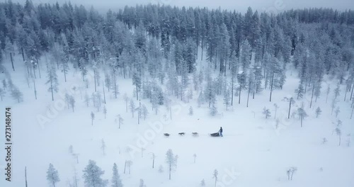 Aerial, drone shot, following a sledge, pulled by husky dog, on a polar night, at blue hour, in a snowy forest, on a moody, dark winter day, in Salla, Lapland, Finland