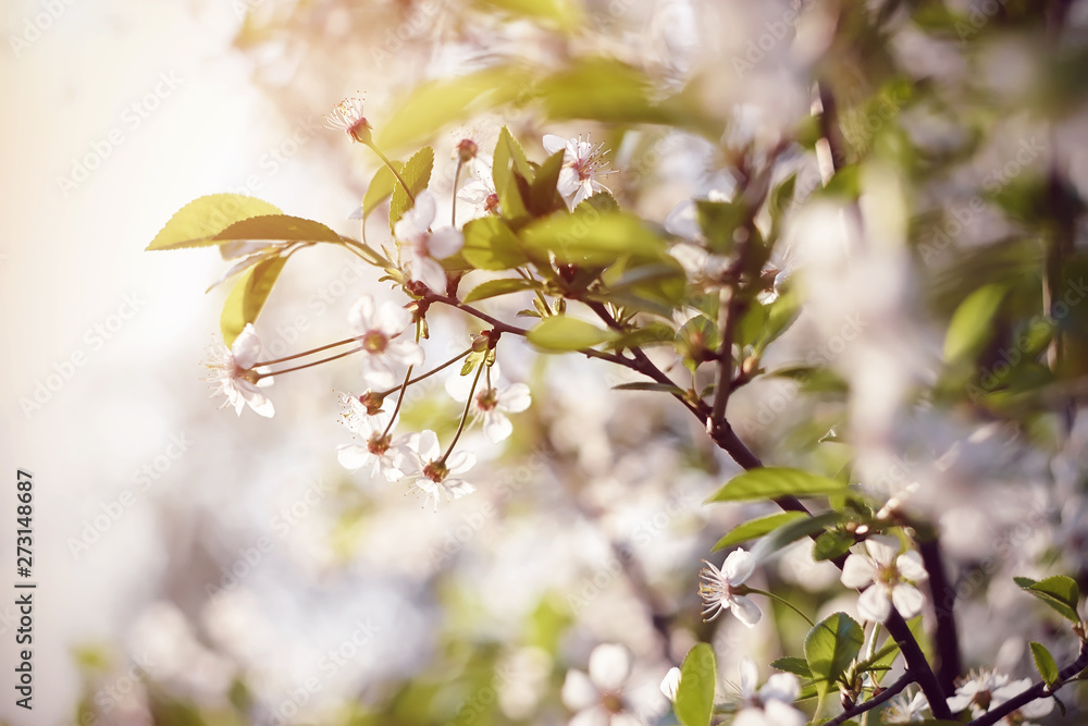Obraz premium White delicate fragrant cherry flowers on the branches of the Bush with young green leaves, illuminated by the pleasant sunlight of the summer day.