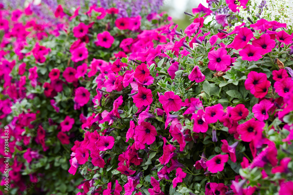 Pink flower bed garden background 