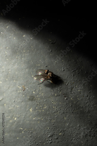 Dead Insect Closeup on texture background - contrasting lighting - death and population decline in nature