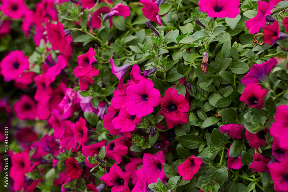 Pink flower bed garden background Pink flower bed garden background