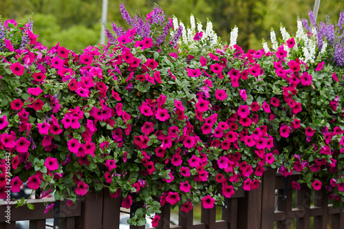 Fototapeta Naklejka Na Ścianę i Meble -  Pink flower bed garden background 