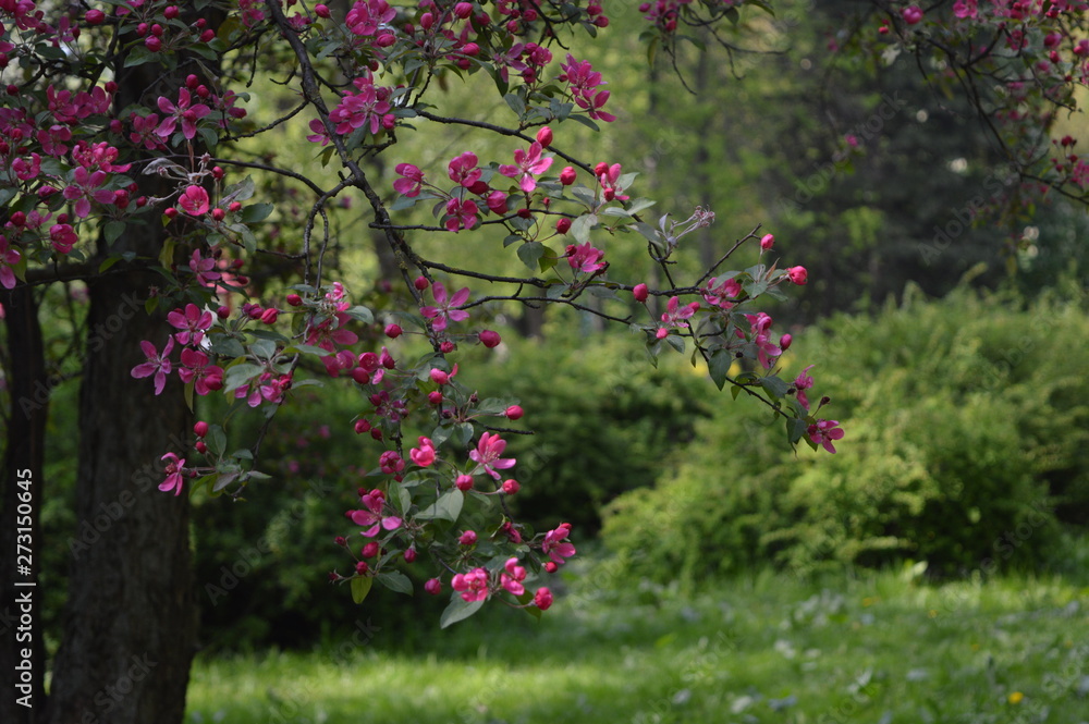 flowers in garden