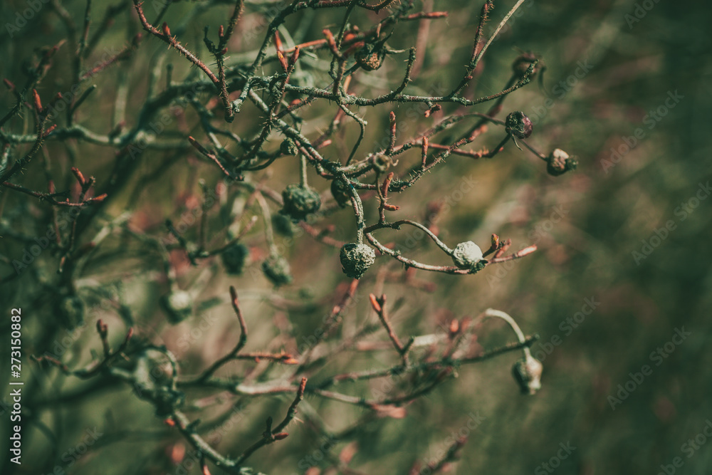wild rose berries on a bush. old dog rose. vintage bush rose. wild rose berries on a bush. old dog rose. vintage bush rose.