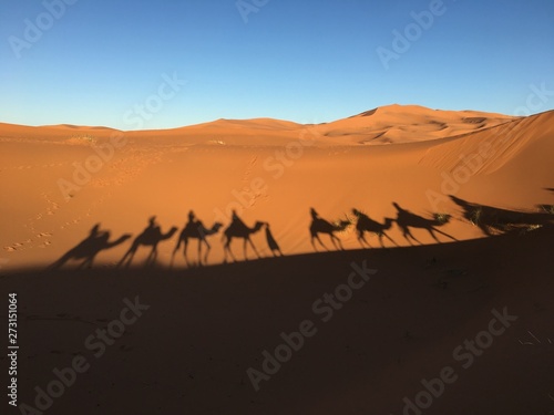 camels in desert