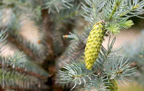 Picea Pungens 'Glauca', Blue Spruce, young cone, under the soft spring sun
