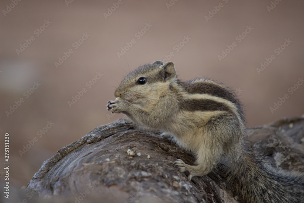 Beautiful Portrait of a Squirrel on the Tree Trunk against a soft green blurry background Beautiful Portrait of a Squirrel on the Tree Trunk against a soft green blurry background