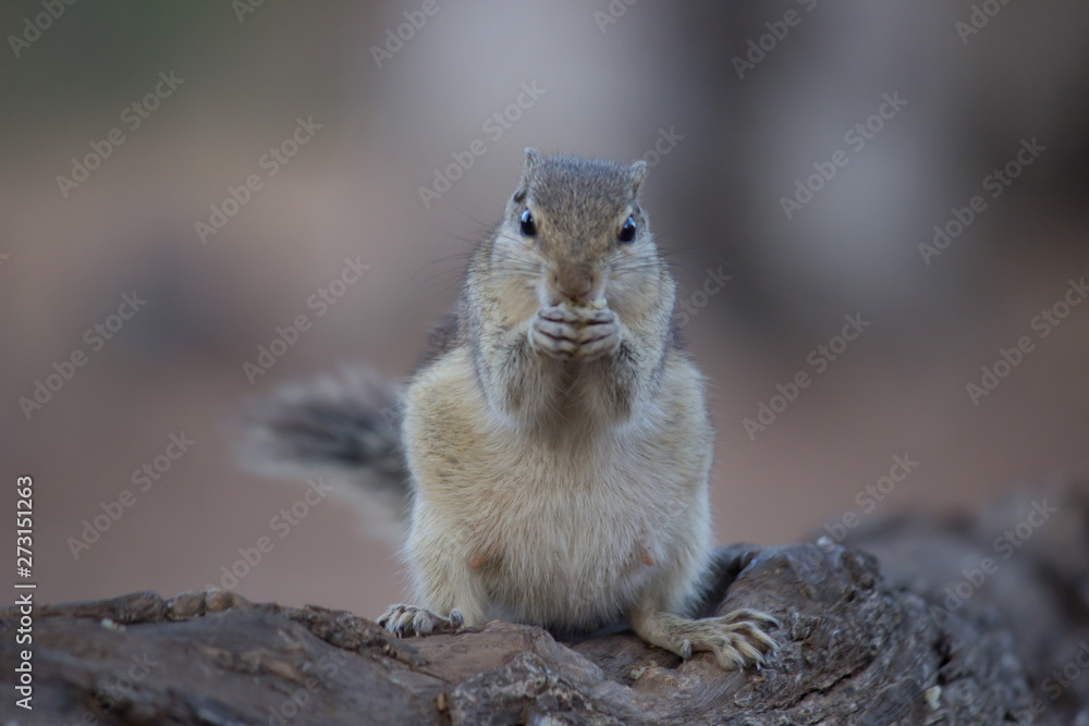 Beautiful Portrait of a Squirrel on the Tree Trunk against a soft green blurry background Beautiful Portrait of a Squirrel on the Tree Trunk against a soft green blurry background