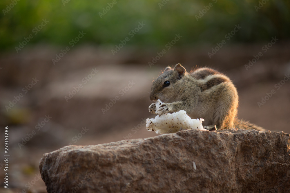 Beautiful Portrait of a Squirrel on the Tree Trunk against a soft green blurry background Beautiful Portrait of a Squirrel on the Tree Trunk against a soft green blurry background