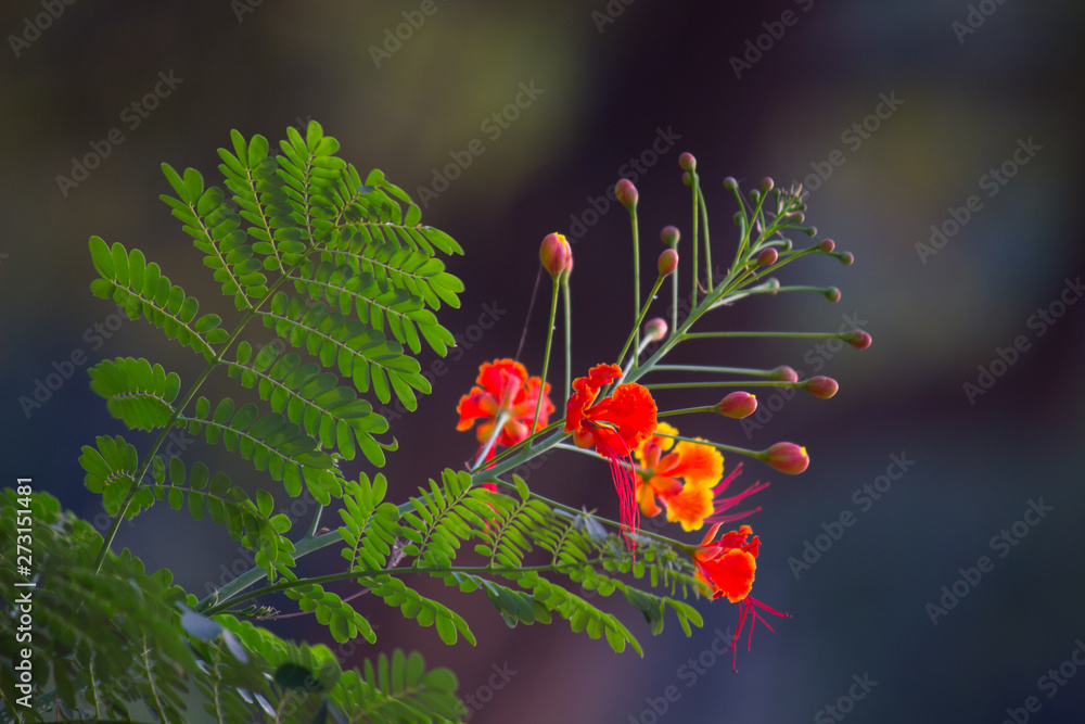 Obraz premium Beautiful Portrait of Royal poinciana flowers agains a soft green blurry background