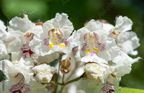 Catalpa bignonioides flowers, also known as southern catalpa, cigartree, and Indian-bean-tree.