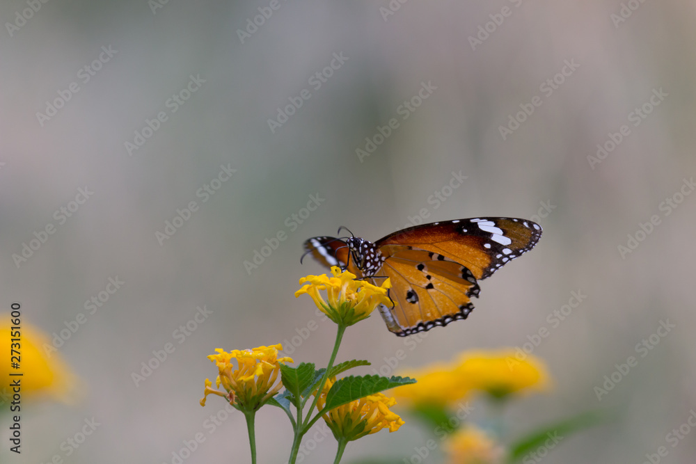 Obraz premium Beautiful Portrait of The Plain Tiger Butterfly on the Flower Plants in a soft green blurry background during Spring Season