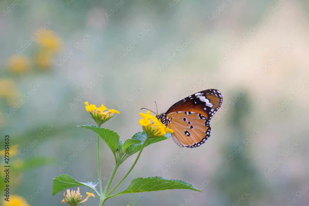 Beautiful Portrait of The Plain Tiger Butterfly on the Flower Plants in a soft green blurry background during Spring Season Beautiful Portrait of The Plain Tiger Butterfly on the Flower Plants in a soft green blurry background during Spring Season