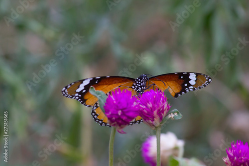 Beautiful Portrait of The Plain Tiger Butterfly on the Flower Plants in a soft green blurry background during Spring Season