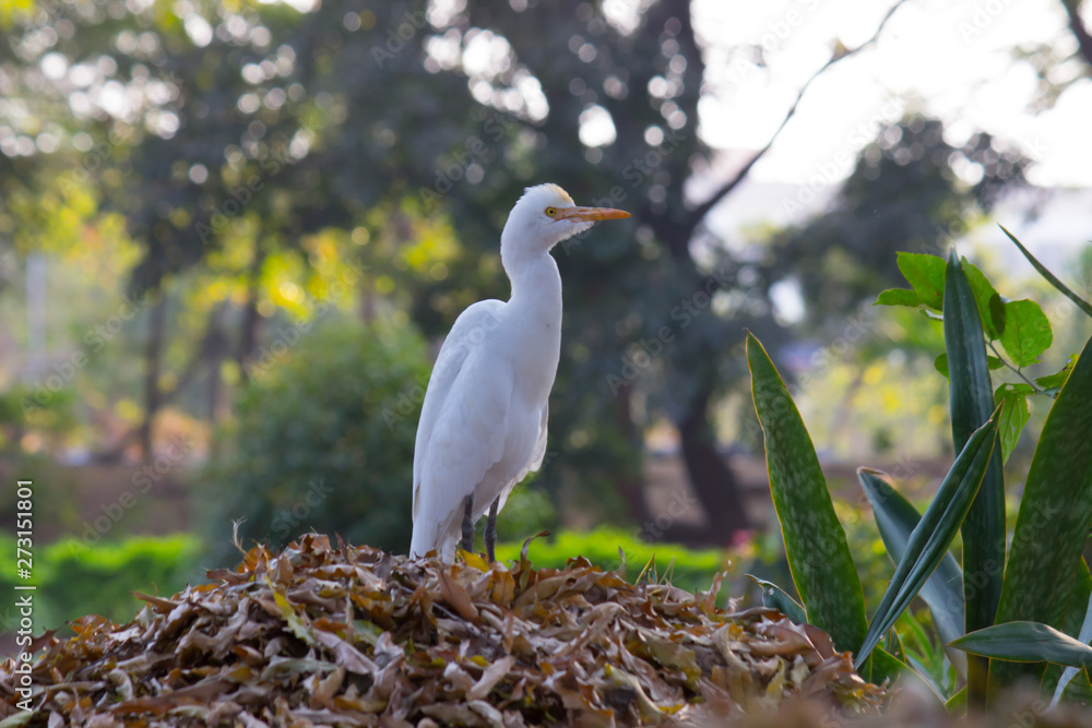 A Portrait of Cattle Egret in its natural habitat against a soft green blurry background A Portrait of Cattle Egret in its natural habitat against a soft green blurry background