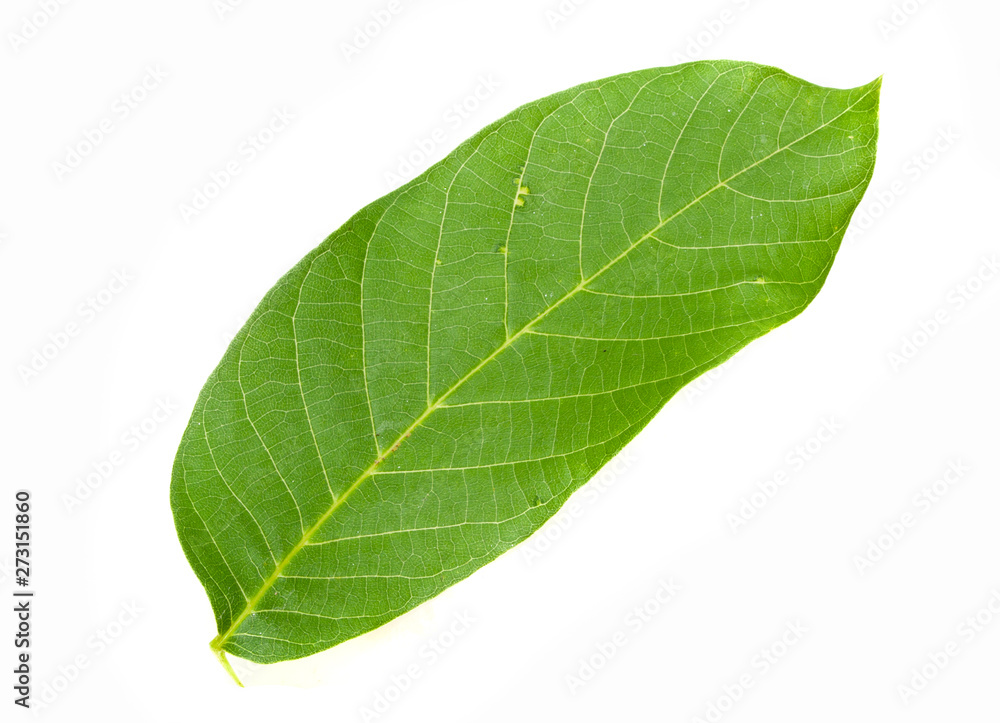 Obraz premium green leaf isolated on white background