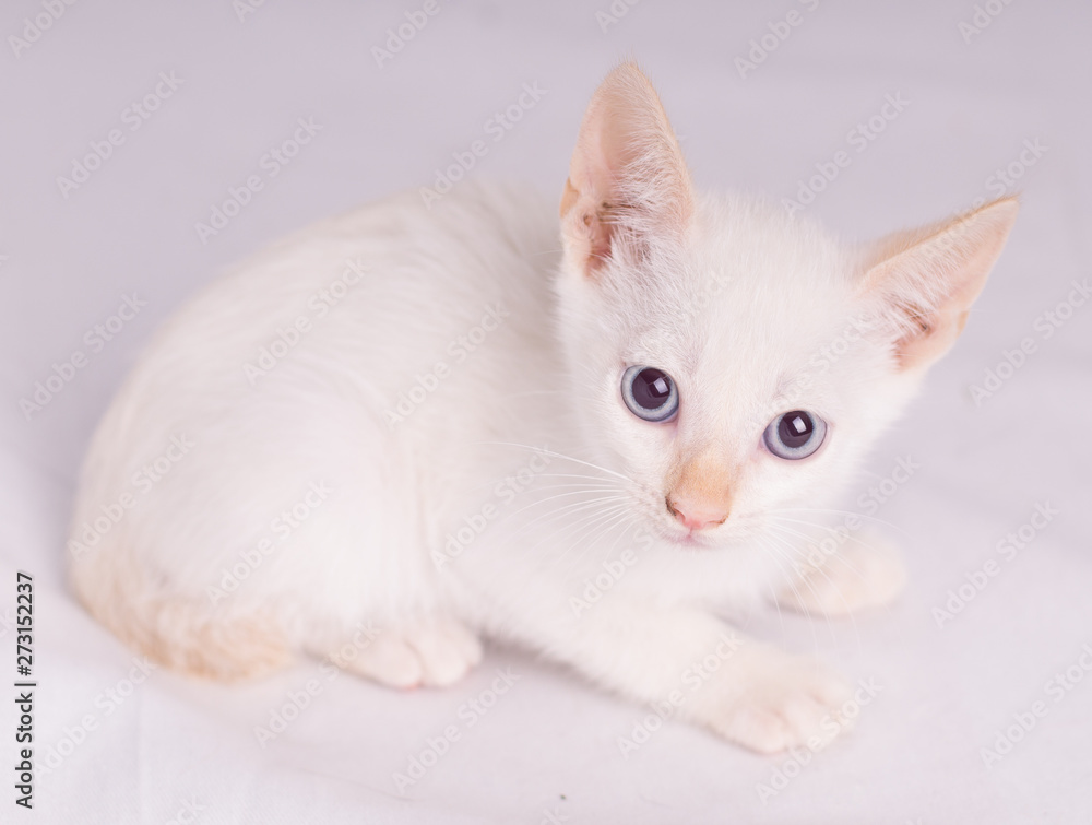 Portrait of white cat with blue eyes looking at camera isolated on white background.