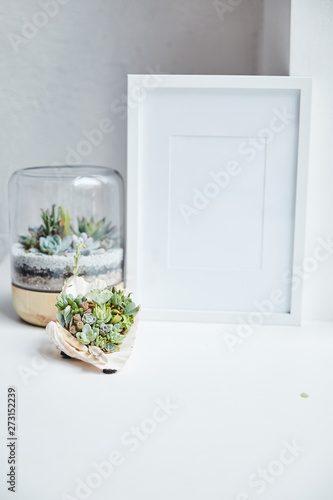 Green succulents in flowerpot and seashell near empty photo frame on white surface, home decor