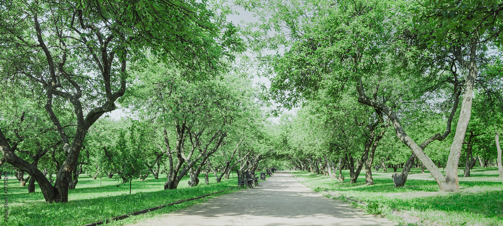 Fototapeta premium Alley in an old apple garden. Landscape for travel design