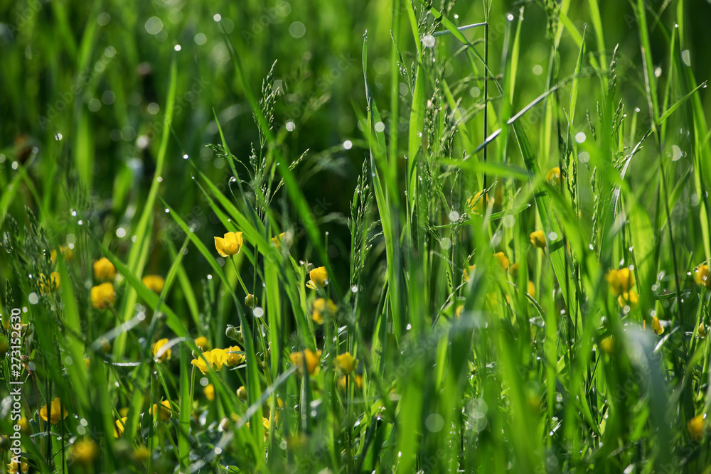 Green grass and yellow flowers in sunny summer morning, nature background. Green grass and yellow flowers in sunny summer morning, nature background.