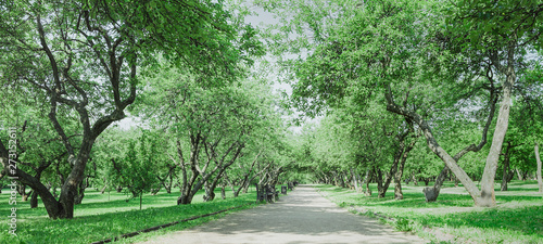 Alley in an old apple garden. Landscape for travel design