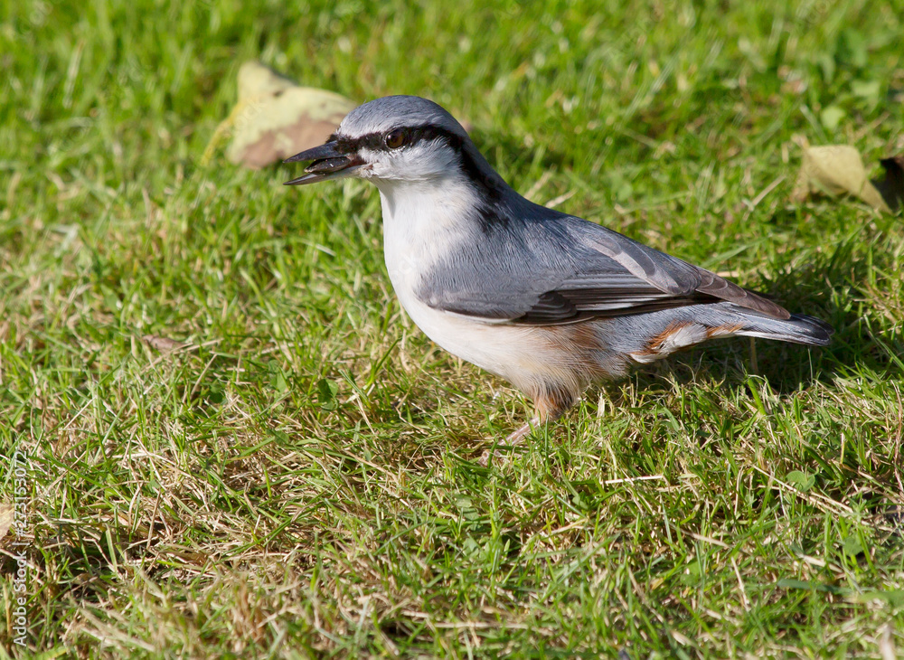 Eurasian Nuthatch. This bird is able to move on a steep trunk upside down. The color of its ash-gray with a bluish tinge, the abdominal side is white with a mixture of reddish tones. From the beak thr Eurasian Nuthatch. This bird is able to move on a steep trunk upside down. The color of its ash-gray with a bluish tinge, the abdominal side is white with a mixture of reddish tones. From the beak thr