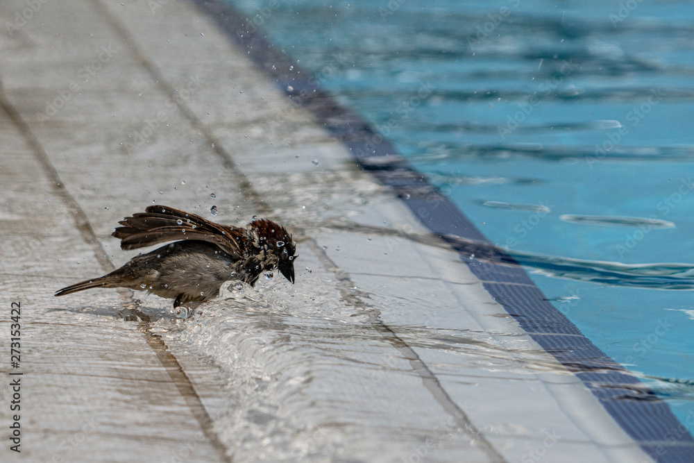 Kleiner Vogel am abkühlen im Pool
