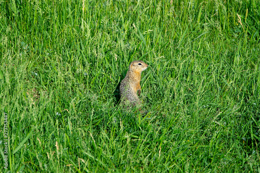 Gopher stands in the grass. Summer. Gopher stands in the grass. Summer.