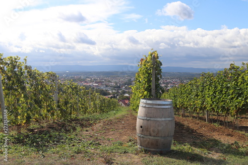 Oak barrel for storing wine near the vine. Green vineyard with a town in the background. Winemaking in a temperate zone. Households and farm land. Alcohol production from fruit juice. Traditional