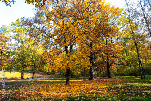 beautiful autumn landscape with falling leaves