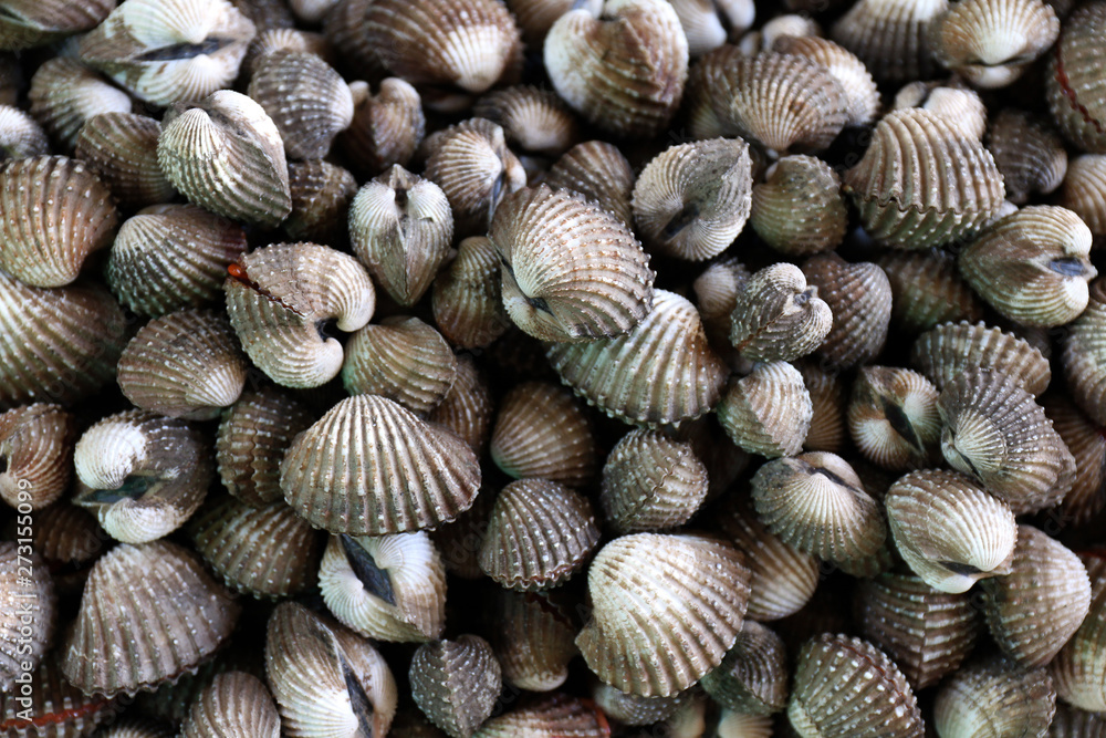 cockles seafood, pile of​ fresh blood cockles top view, cockles or scallop fresh raw shellfish, cockle shells for sale in the market