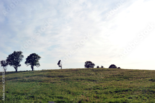 kontury drzew na wzniesieniu