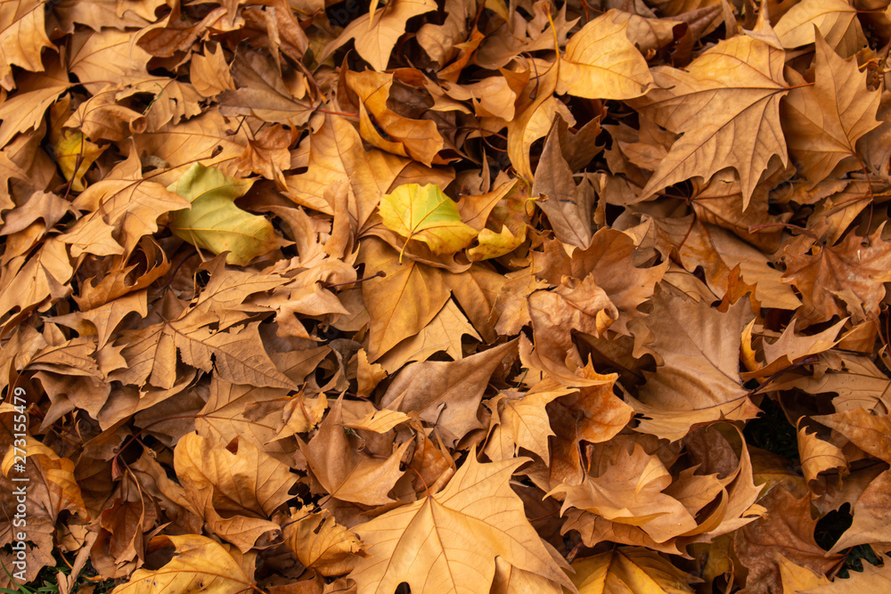 Dry tree leaves in the autumn. Accumulation of fallen leaves. Concept of dryness and death. Passage of time in a living being. Dry tree leaves in the autumn. Accumulation of fallen leaves. Concept of dryness and death. Passage of time in a living being.