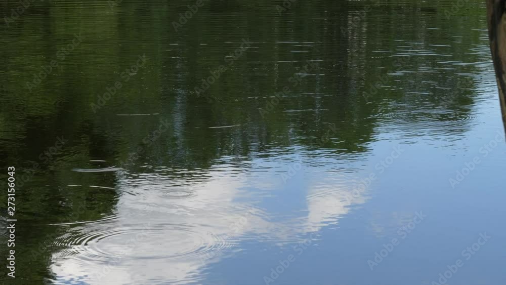 circles on the water at the forest lake circles on the water at the forest lake