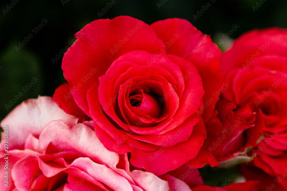 Rose red scarlet vermeil beautiful colorful close up soft focus Rose red scarlet vermeil beautiful colorful close up soft focus