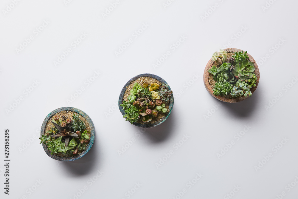 flat lay with green succulents in three flowerpots on white background flat lay with green succulents in three flowerpots on white background