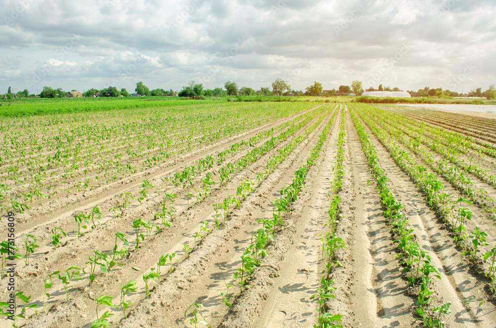 Rows of young pepper grow in the field. Growing organic bio vegetables on the farm. Agriculture and farming. Seedlings. Countryside. Ukraine, Kherson region. Selective focus