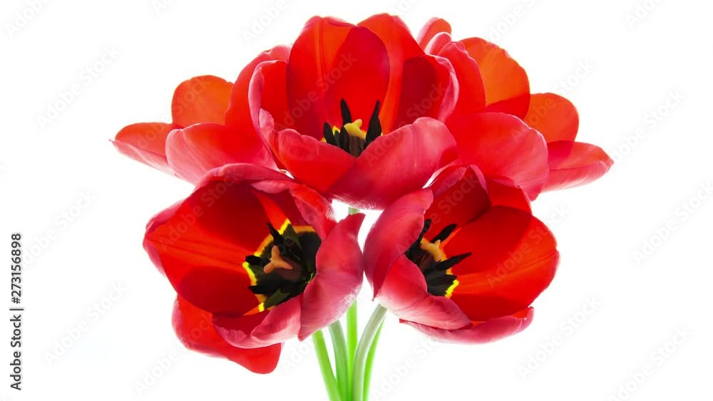 Timelapse of a bunch of red tulip flowers blooming on white background Timelapse of a bunch of red tulip flowers blooming on white background