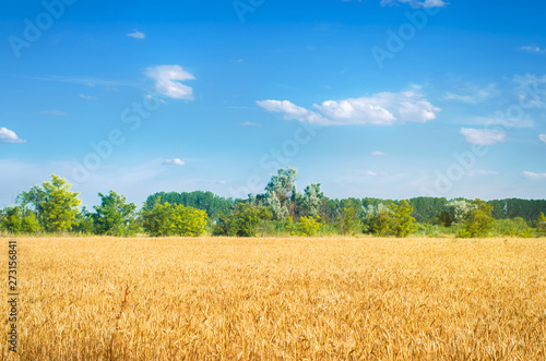 Beautiful view of the wheat field and blue sky in the countryside. Cultivation of crops. Agriculture and farming. Agro industry. Ukraine, Kherson region.