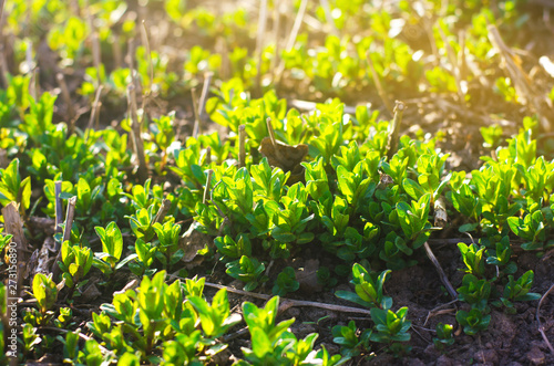 Fresh leaves of green young mint grow in the garden. Natural wallpaper. Aromatherapy. Selective focus.