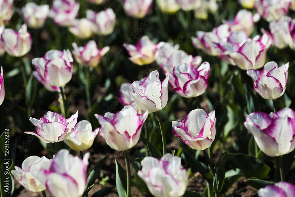 Beautiful bouquet of tulips nature background. Beautiful bouquet of tulips nature background.