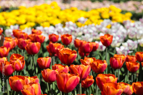 Beautiful bouquet of tulips nature background.