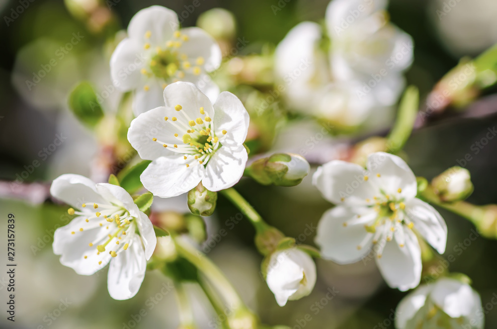 Cherry flowers frame