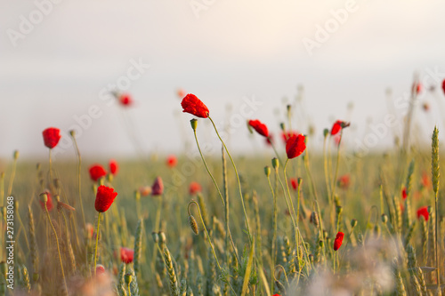 Red poppies bloom on a wheat field with green spikelets.