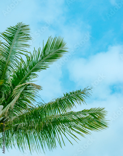Palm branches against the sky