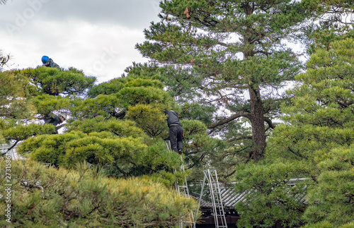 庭木を剪定する庭師 photo