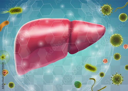 human liver. 3d vector. health and medicine.