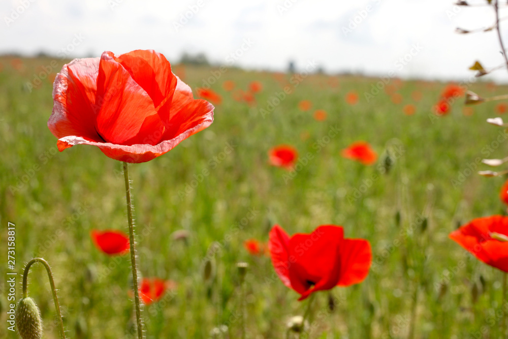 Fototapeta premium meadow at summer time full of poppies with copy space for your text