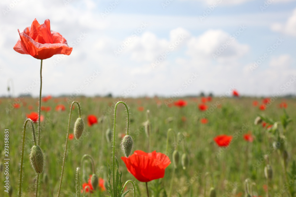 meadow at summer time full of poppies  with copy space for your text