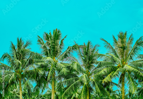 Four lush palm tree tops